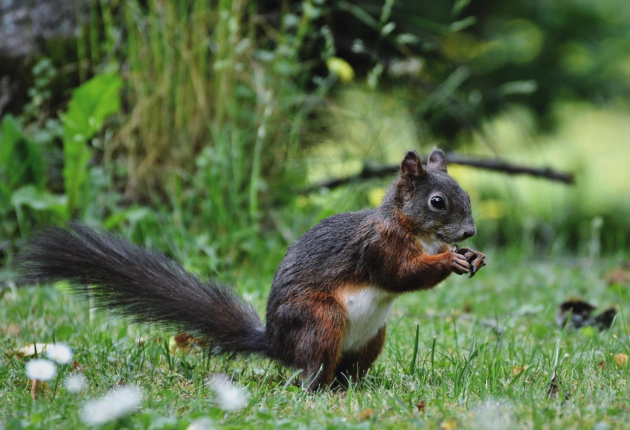 Discover the Fascinating World of the Lobo Animal