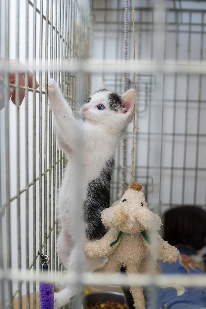 Explore LC Animal Shelter: Your Go-To for Pet Adoption and Care