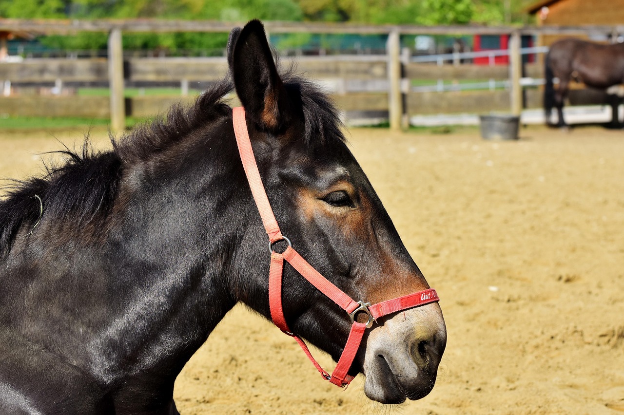 The Fascinating Insights About Mule Animals