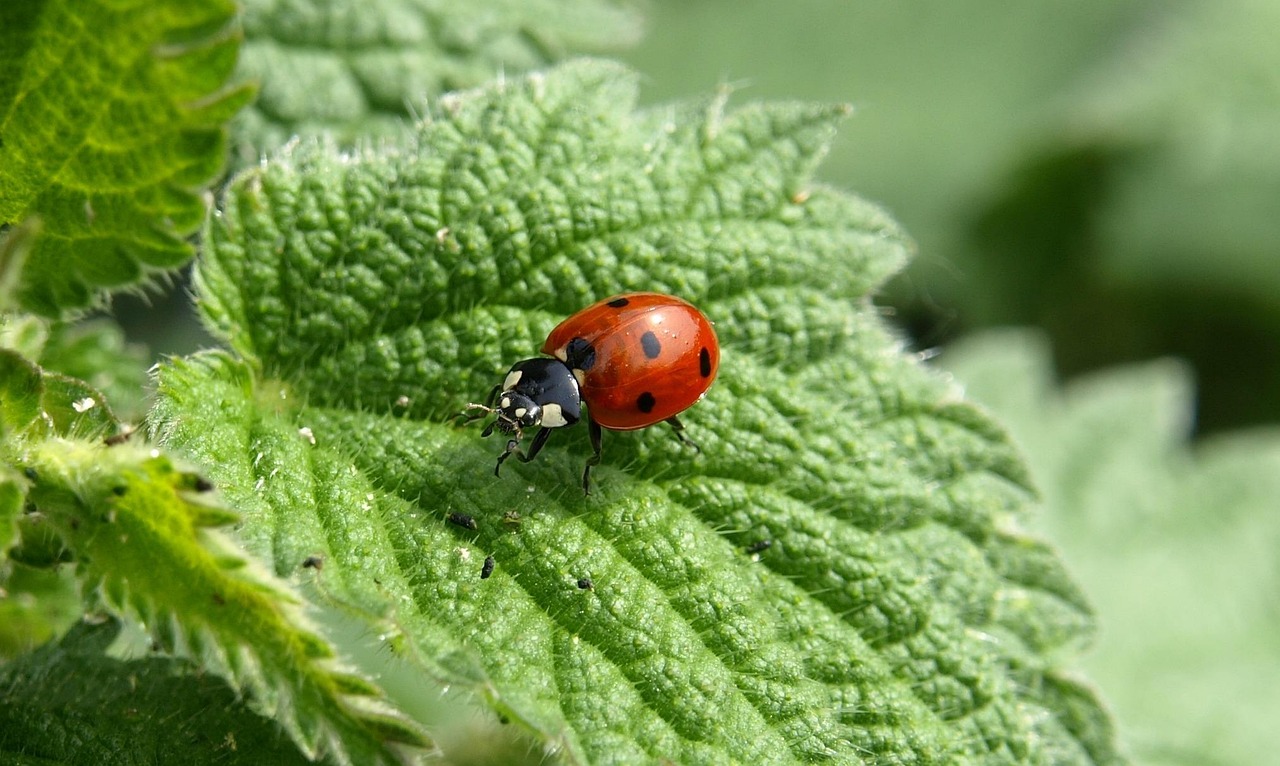 The Magic of Ladybug and Cat Noir Anime: A Deep Dive