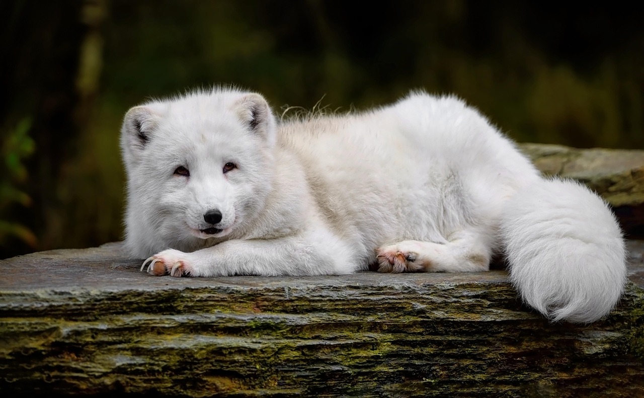 Explore the World of Arctic Animals: Survival in Extreme Conditions