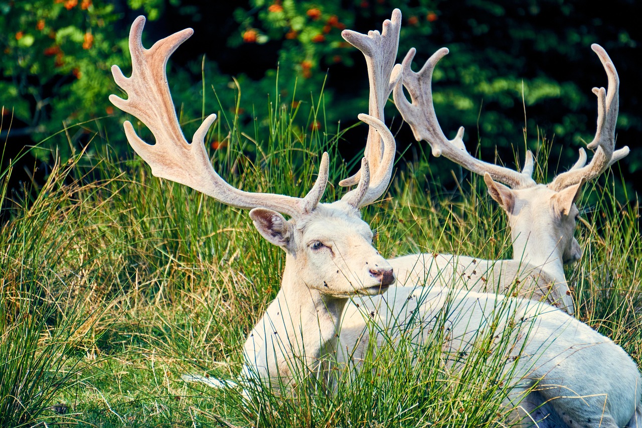 Understanding Albino Animals: Traits, Facts, and Care