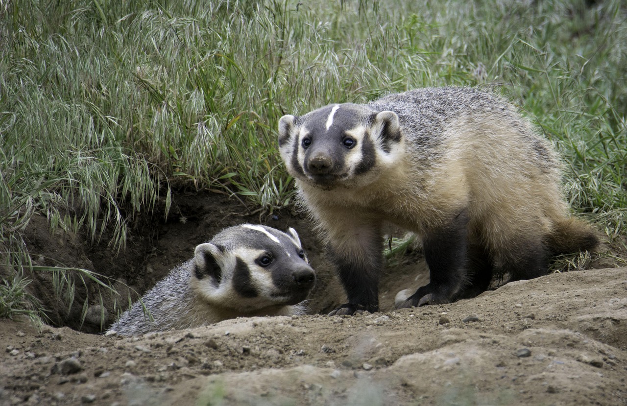 Explore the Fascinating World of the Badger Animal