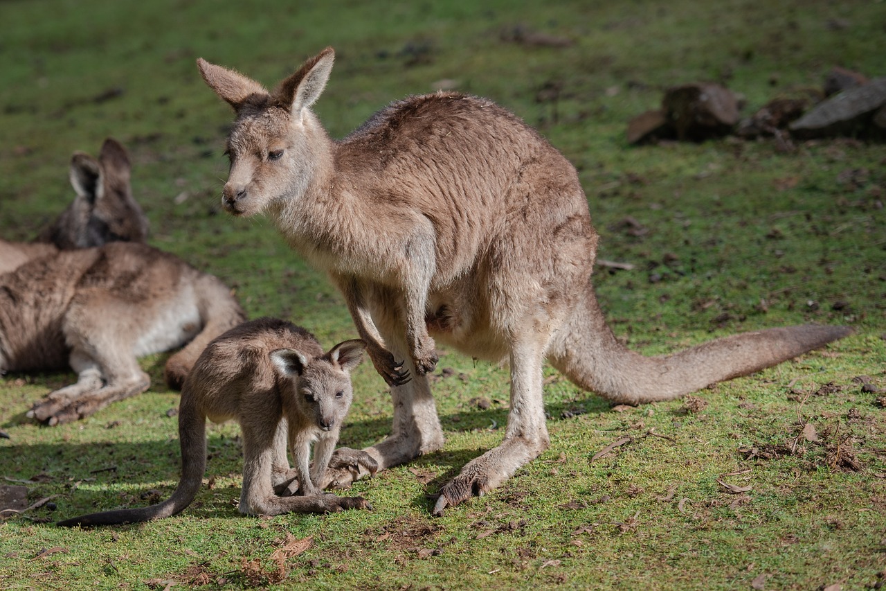 The Fascinating World of Marsupial Animals