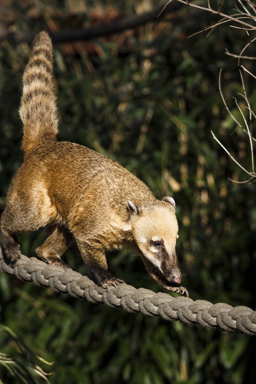 Coati Animal: Fascinating Facts & Insights