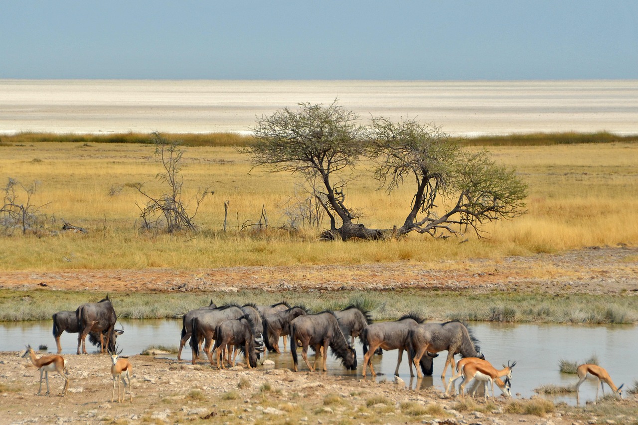 Discover the Fascinating World of the Gnu Animal