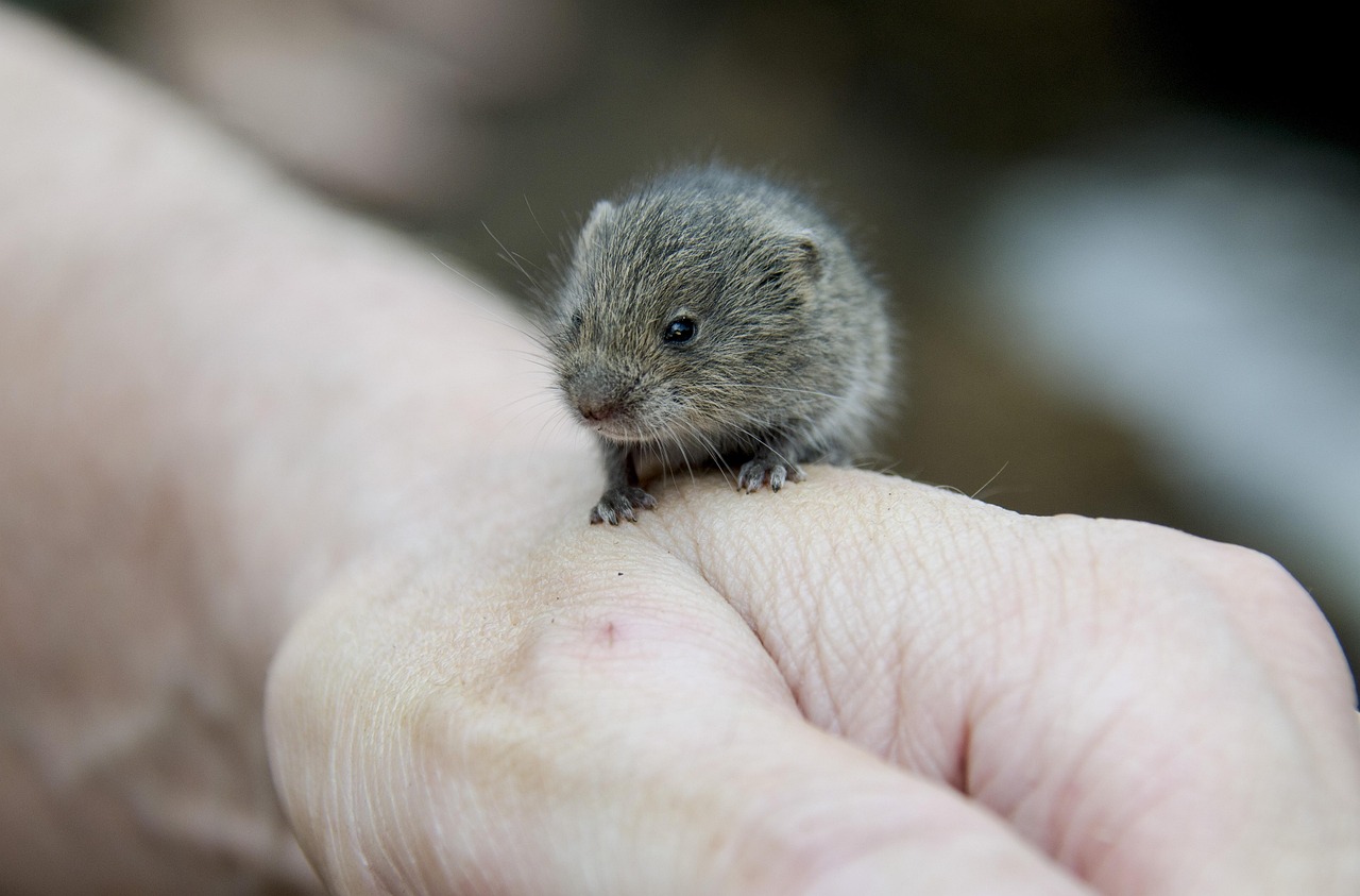 Discover the Fascinating Vole Animal: Unique Insights and Facts