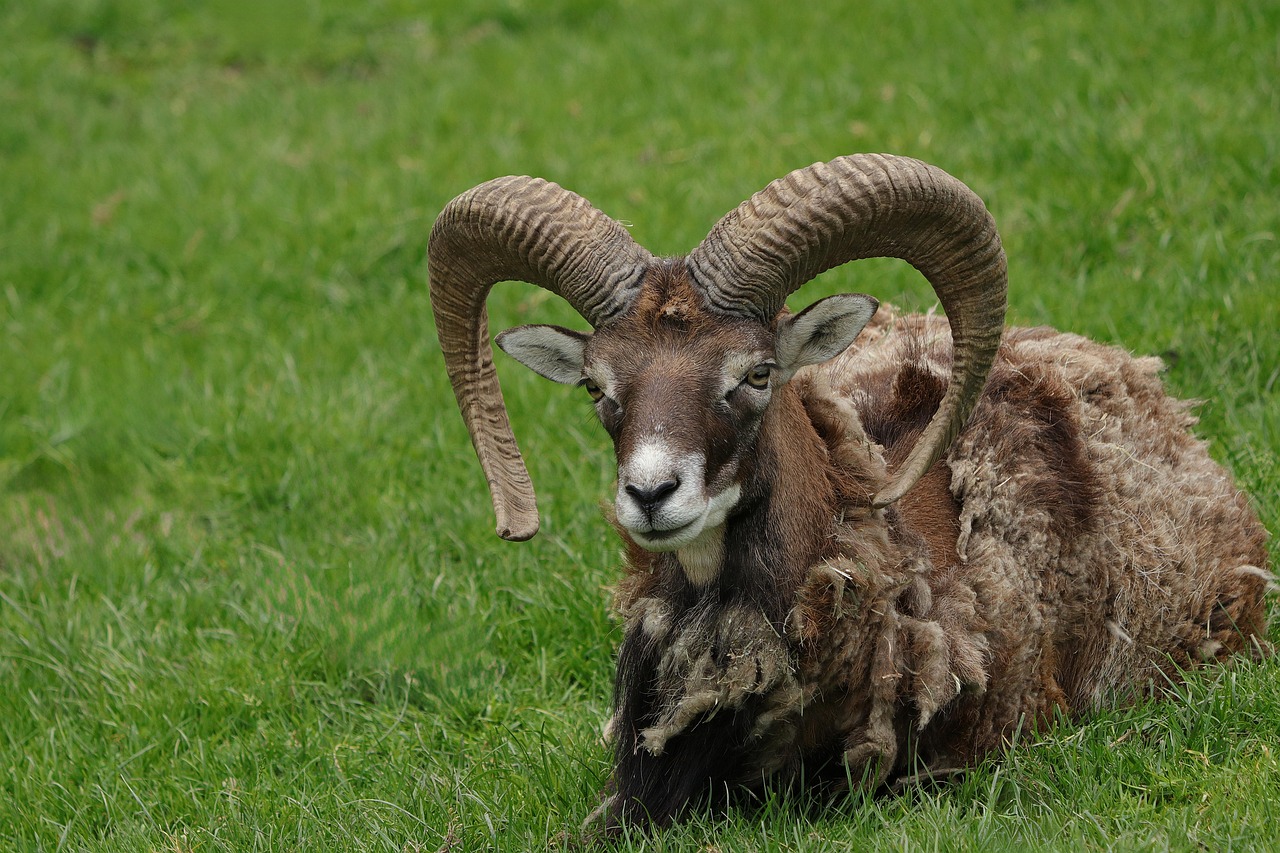 Discover the Incredible Ibex Animal: Habitat, Behavior, and Conservation