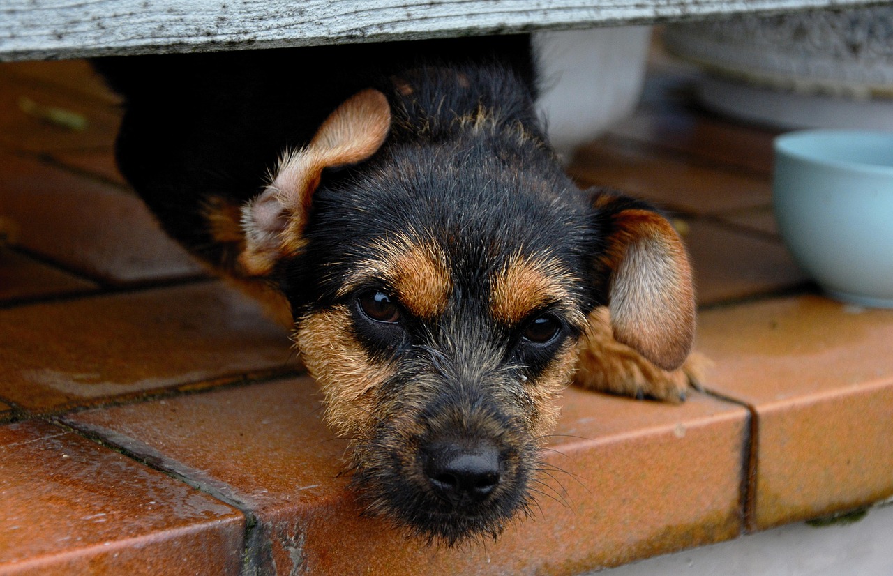 Discovering Lauderdale County Animal Shelter: A Haven for Pets