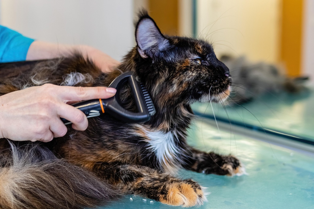 Finding the Best Animal Grooming Near Me: Tips and Resources