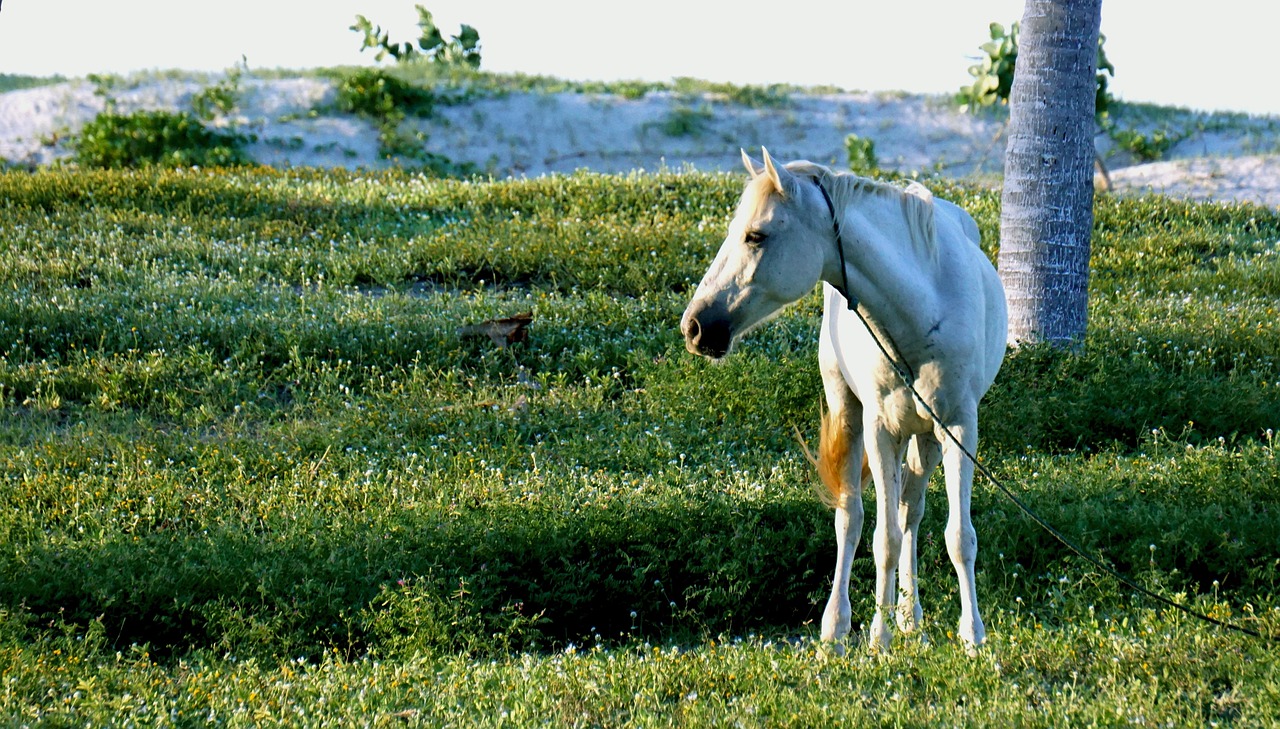 Finding the Best Animal Vet Near Me: Your Ultimate Guide