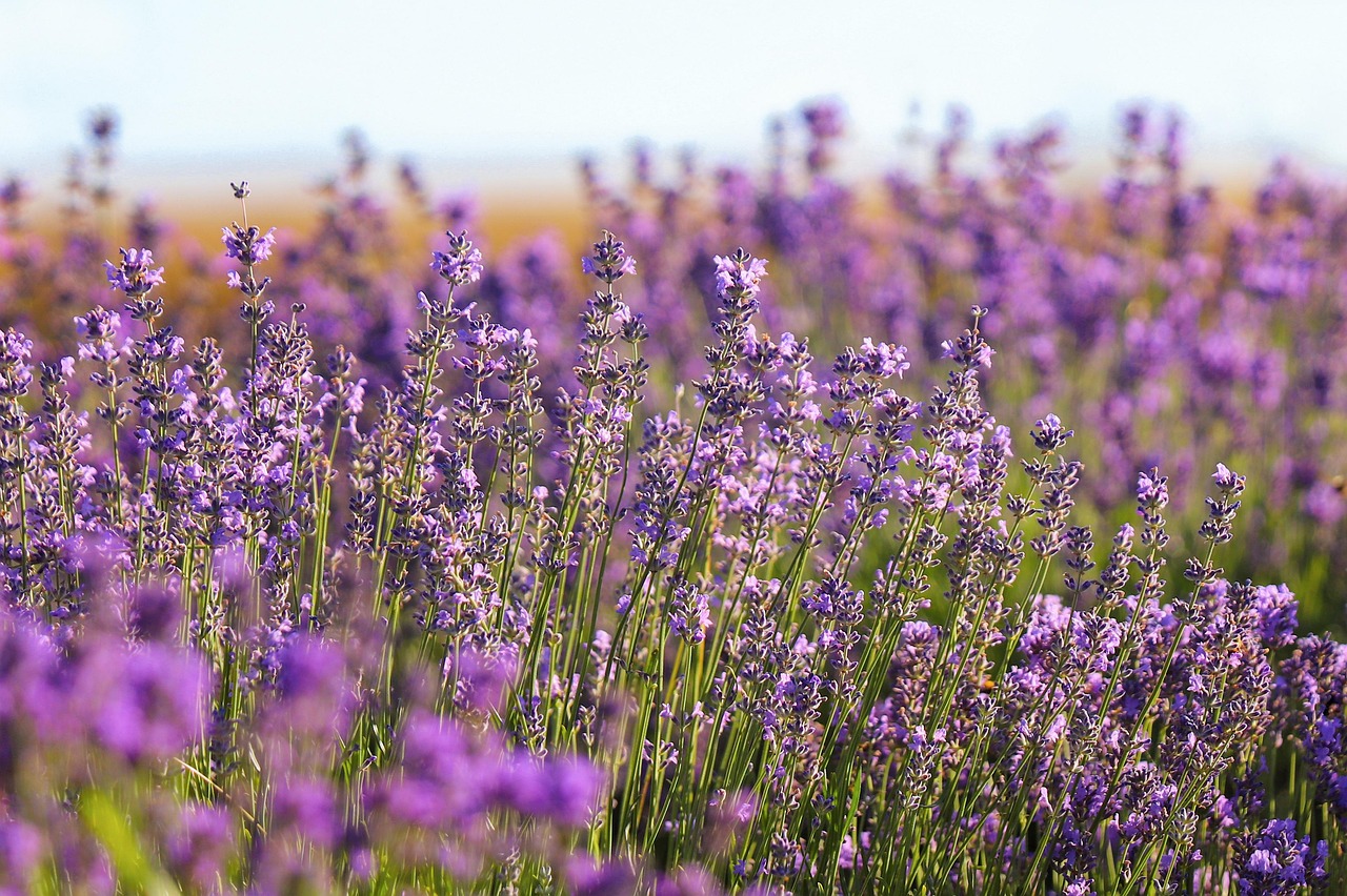 Discover the Tranquility of Bath and Body Works Lavender Vanilla