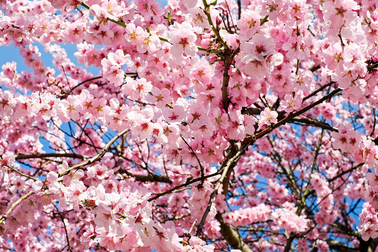 Experience the Elegance of Japanese Cherry Blossom Bath and Body Products