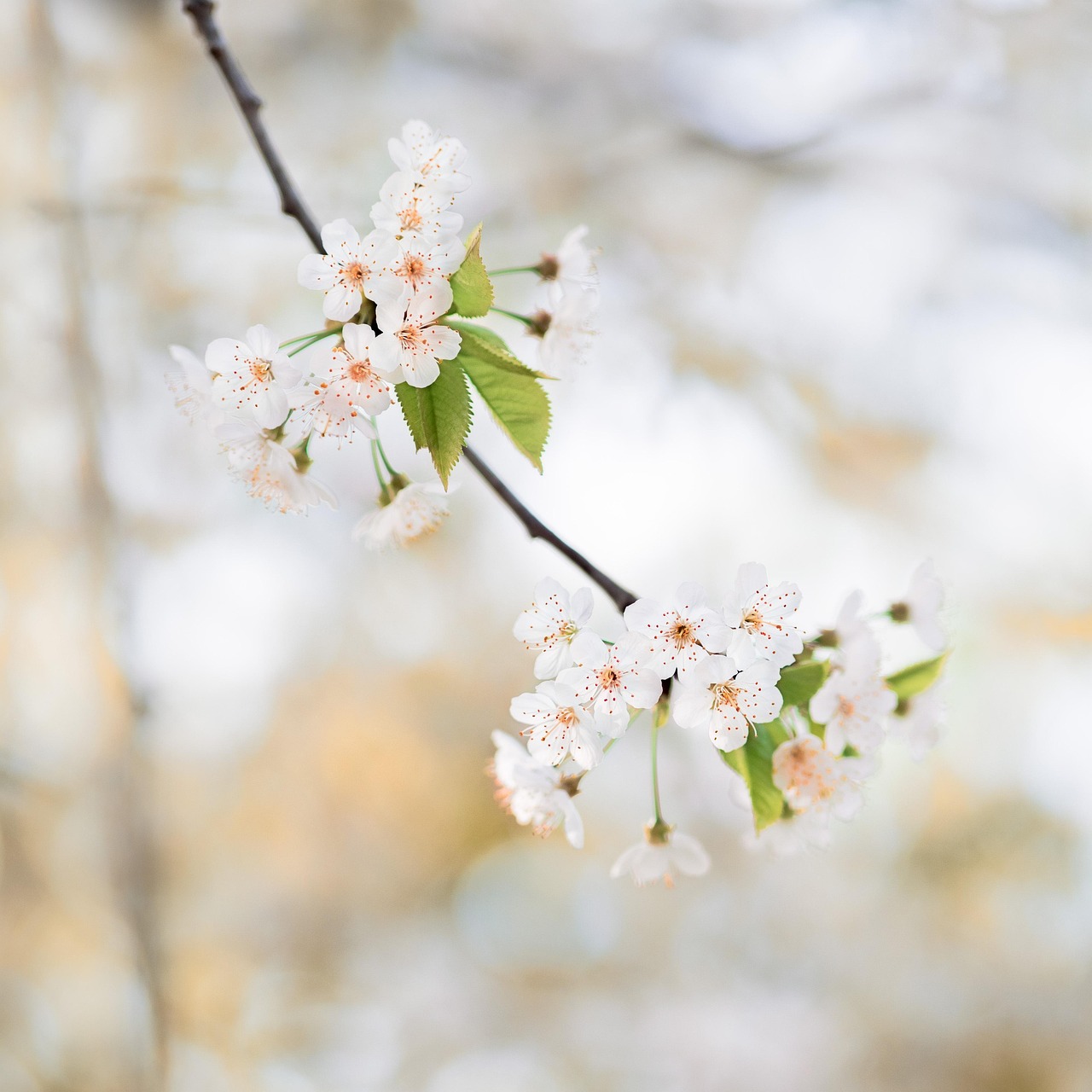 Discover the Delight of Bath and Body Works Japanese Cherry Blossom Lotion