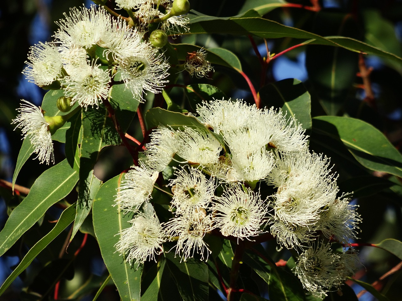 Discover Bath and Body Works Eucalyptus Sage: Benefits and Uses