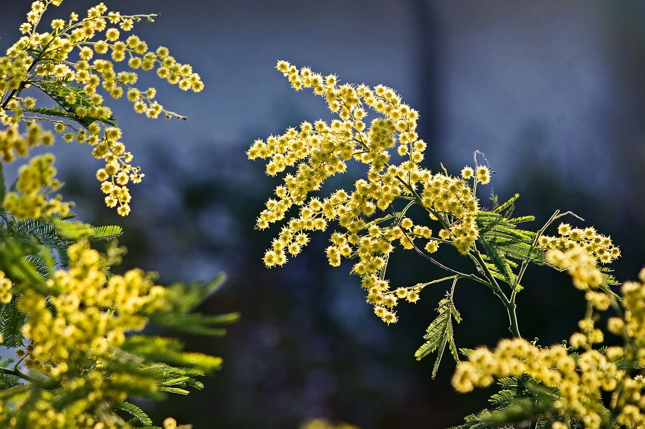 Sunshine Mimosa Bath and Body Works: The Ultimate Self-Care Treat