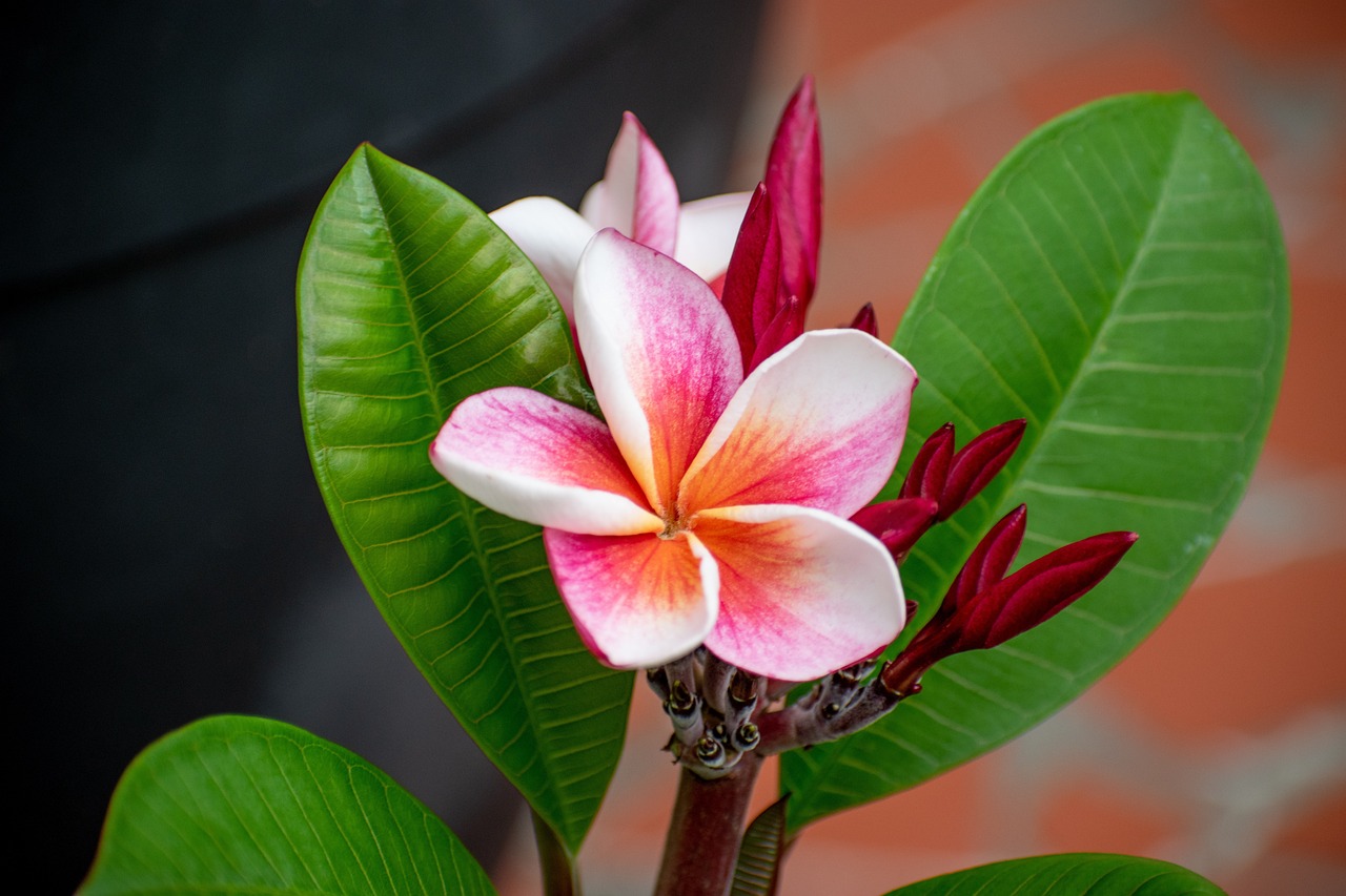 Explore the Exotic Benefits of Plumeria Bath and Body Works