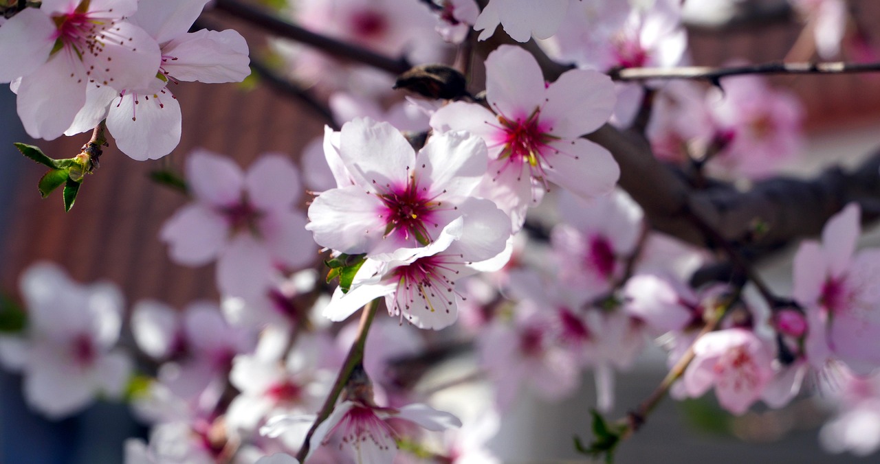 Discover the Sweet Scent of Almond Blossom Bath and Body Works