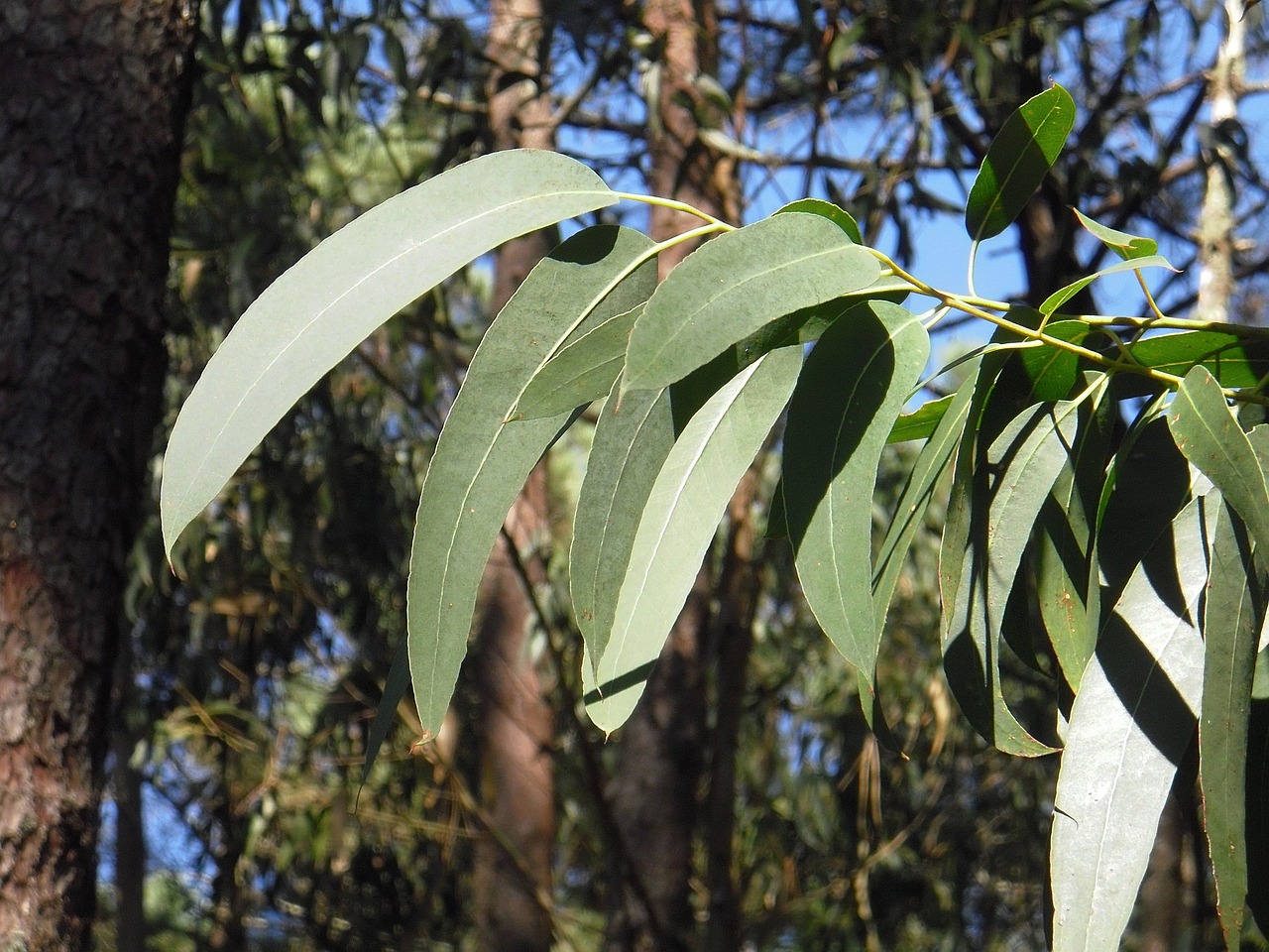 Discover the Benefits of Bath and Body Works Eucalyptus Mint Wallflower