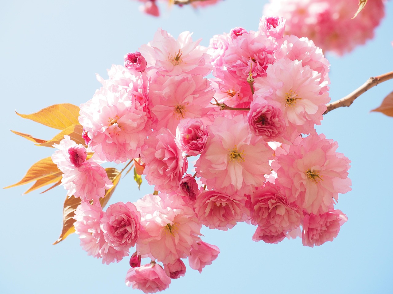 Discover Japanese Cherry Blossom Bath and Body Works Products