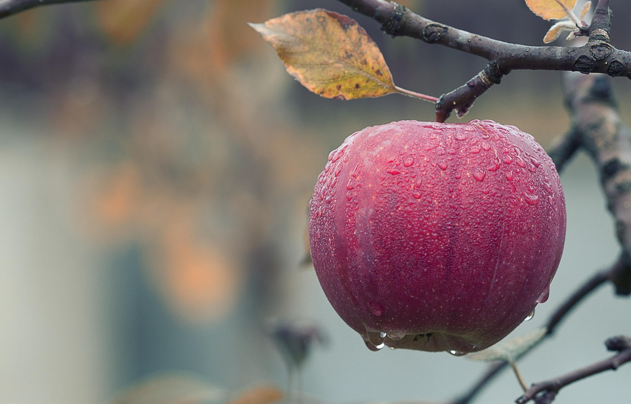 Explore the Refreshing Scents of Country Apple Bath and Body Works