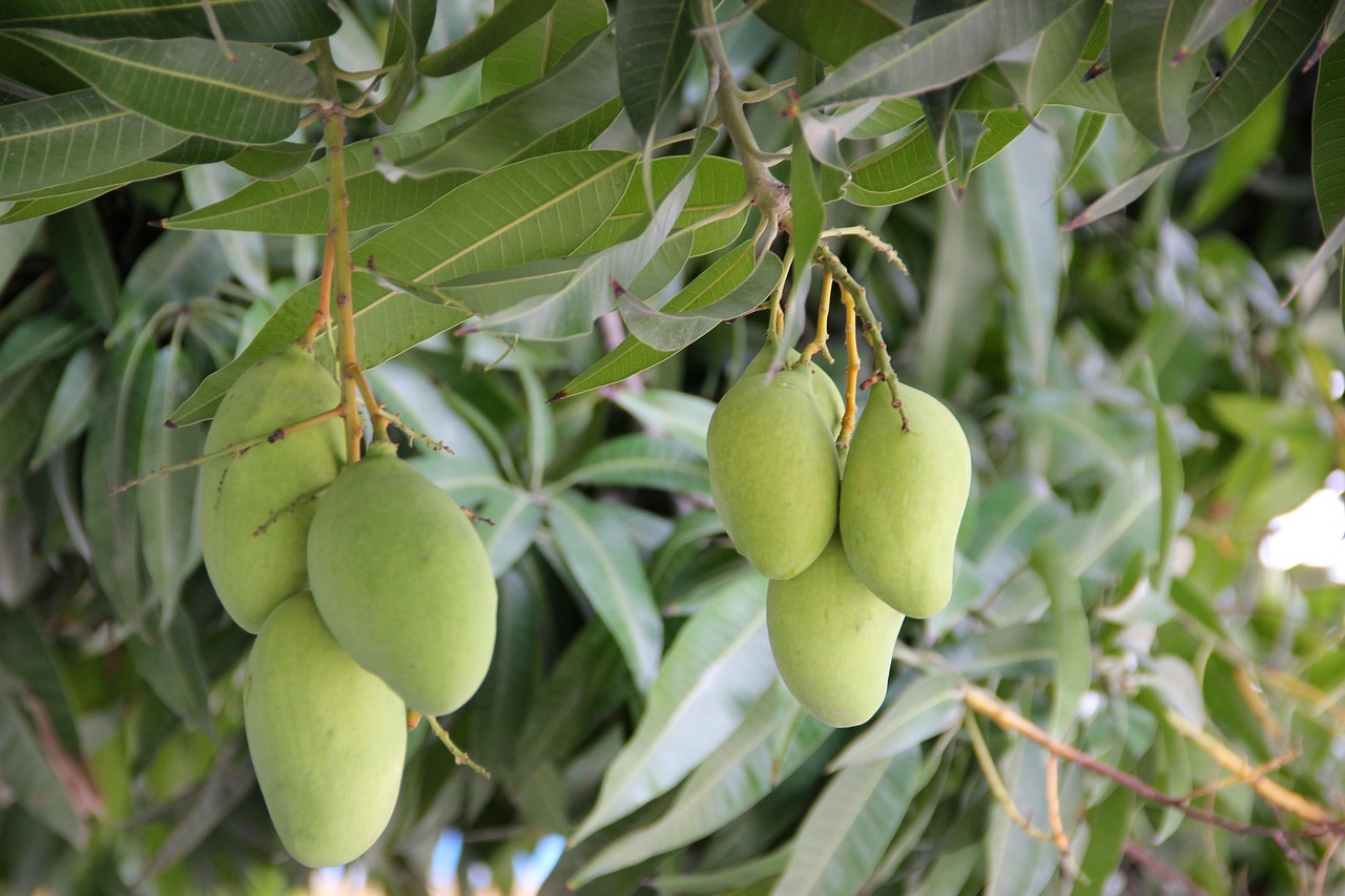 Mangos Tiernos Cerca de Mi: Encuentra Los Mejores Mangos Frescos