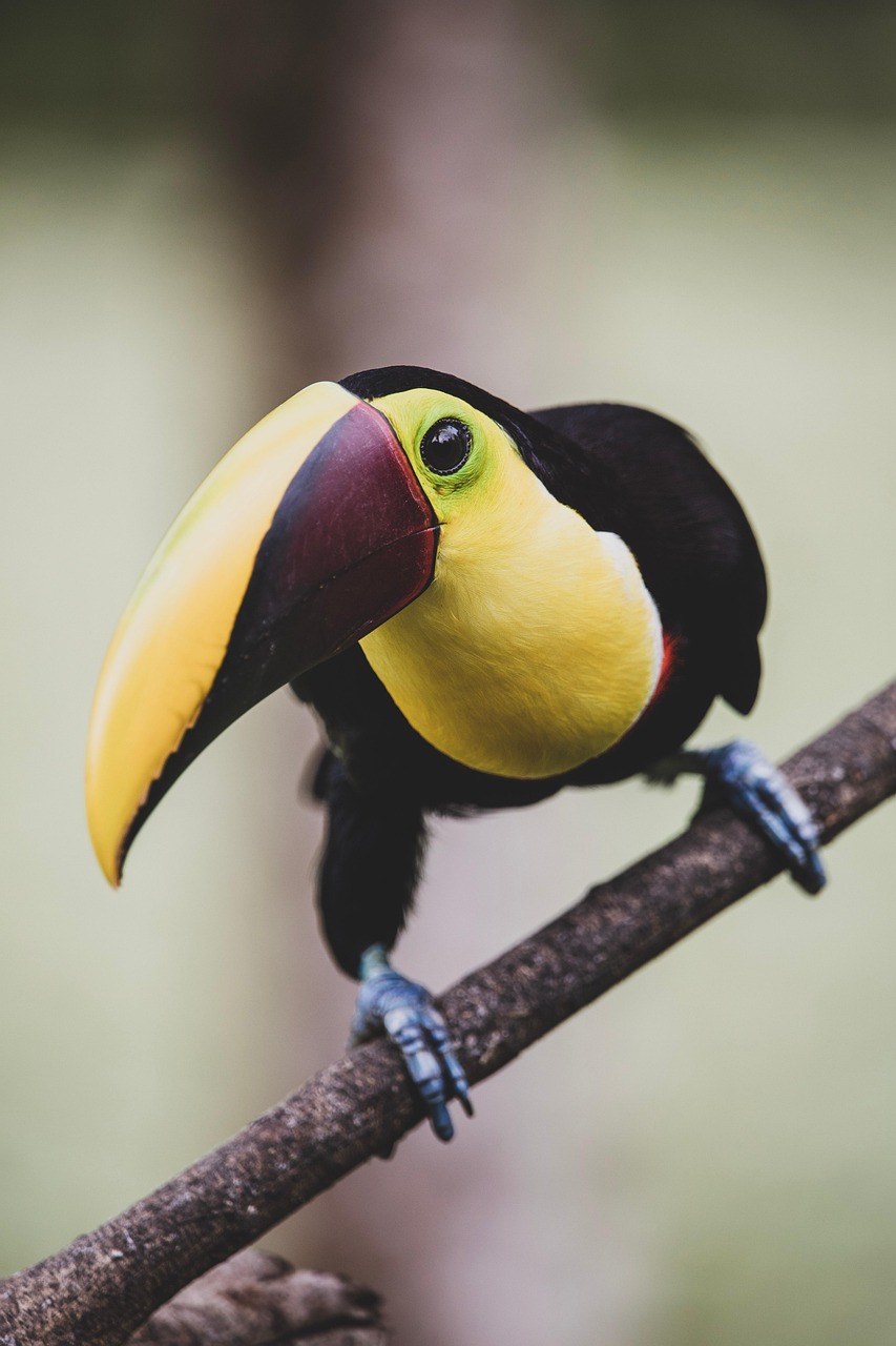 Experience Tranquility at Villa Mango Costa Rica