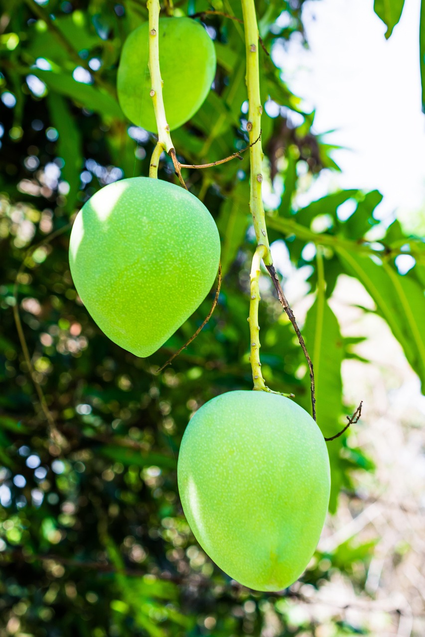 Mango Tree for Sale: Your Guide to Growing Delicious Fruit