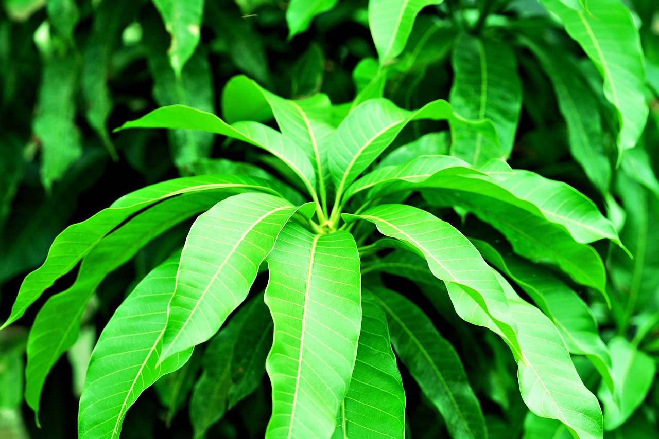 Mango Tree Leaves Turning Brown: Causes and Solutions