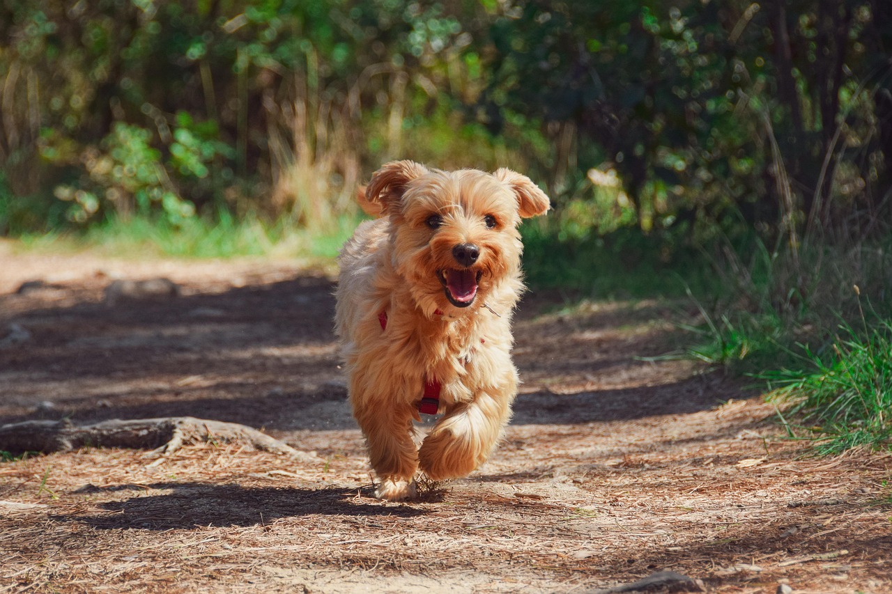 Why Do Dogs Get Mange? Understanding Causes and Solutions