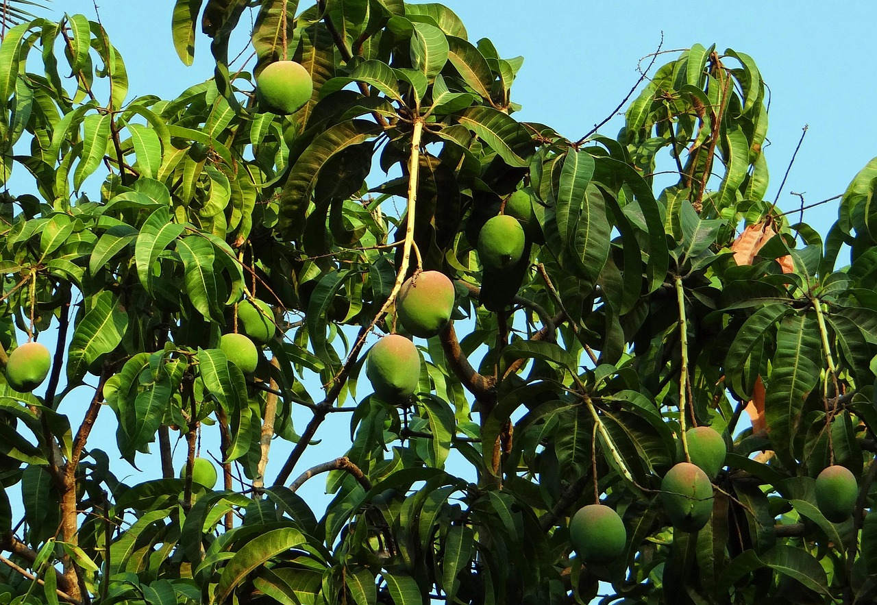 Delicioso Mango Verde con Sal: Beneficios y Recetas