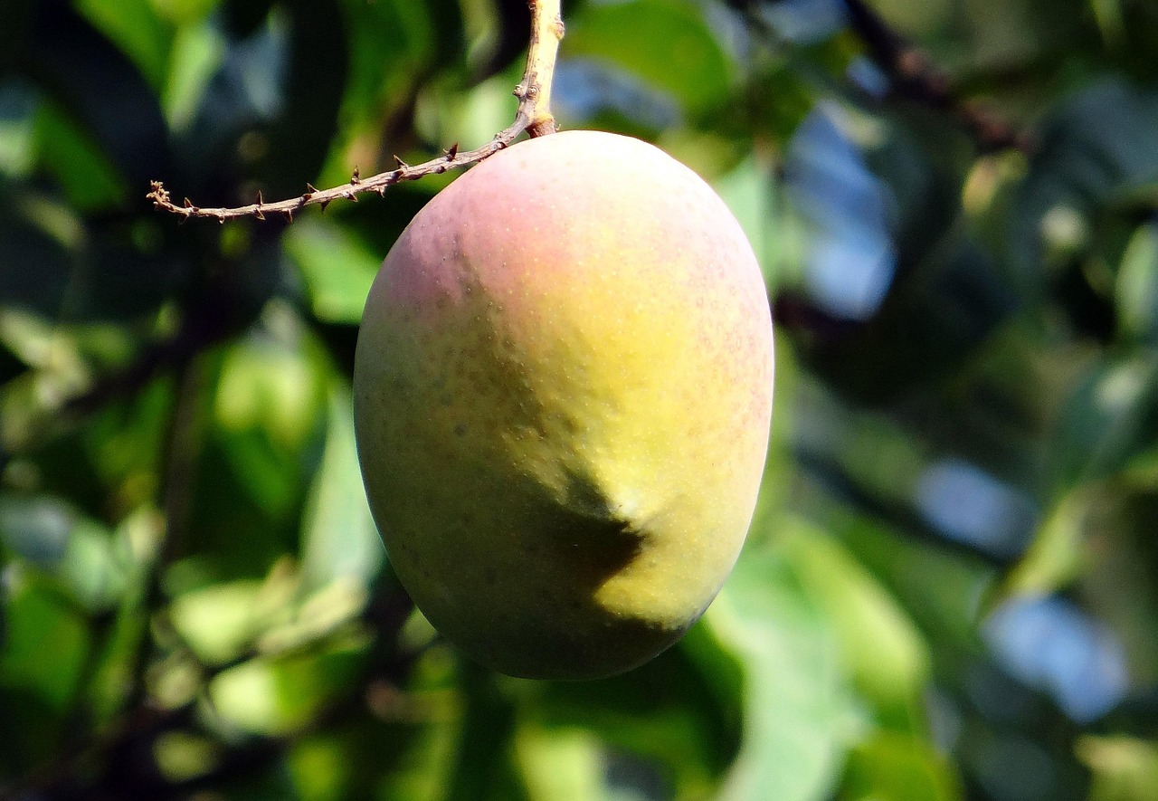 How to Tell if a Mango is Ripe: Your Ultimate Guide