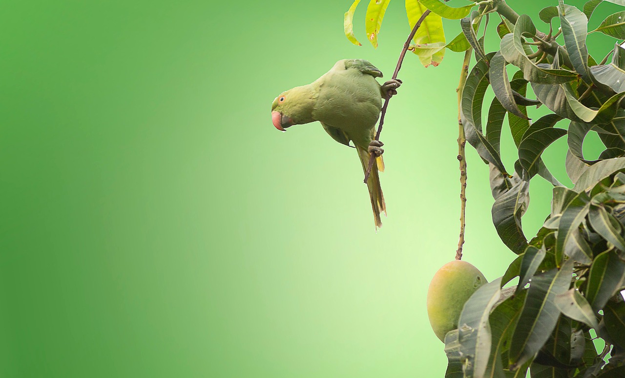 Descubre los Mangos Arboles: Cultivo, Beneficios y Cuidados