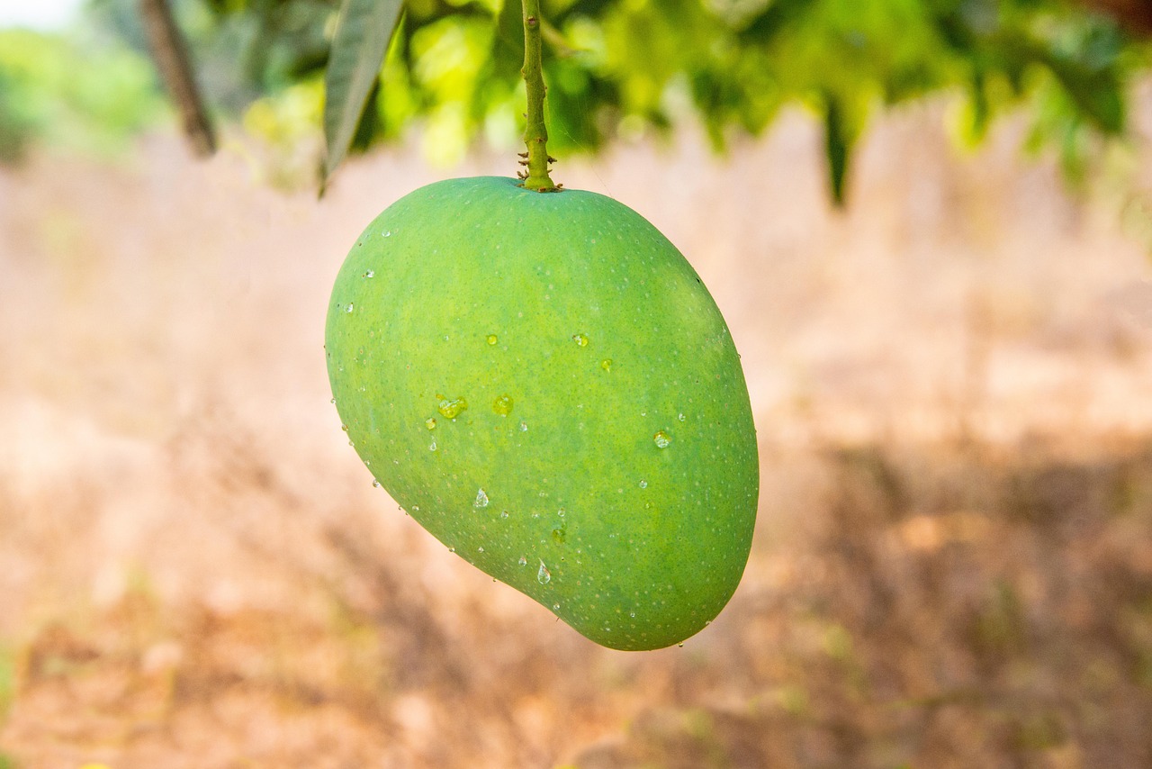 Discover the Delicious Mango Zapata from Honduras