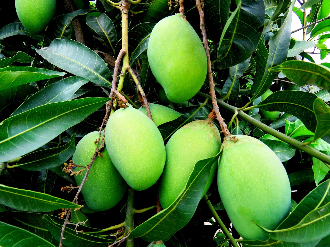 Discover the Different Types of Jamaican Mangoes