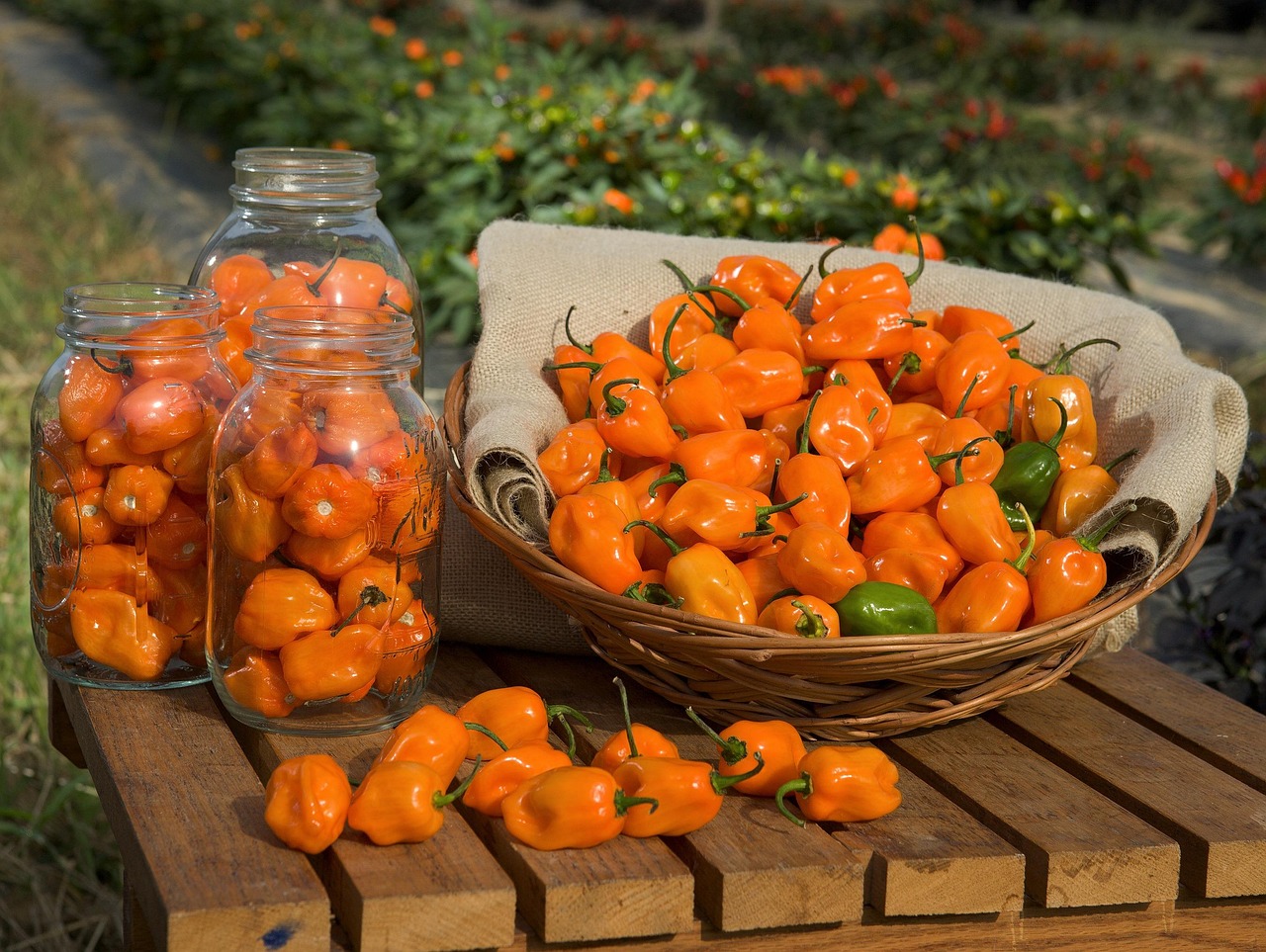 Discover the Flavors of Mango Habanero: Recipes and Benefits