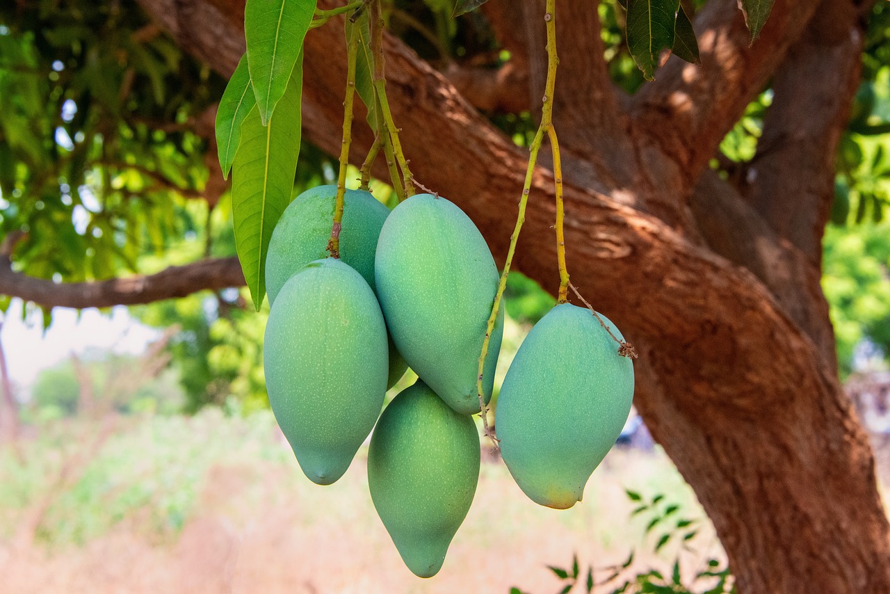 Enhance Your Space with Stunning Mango Displays: A Visual Treat