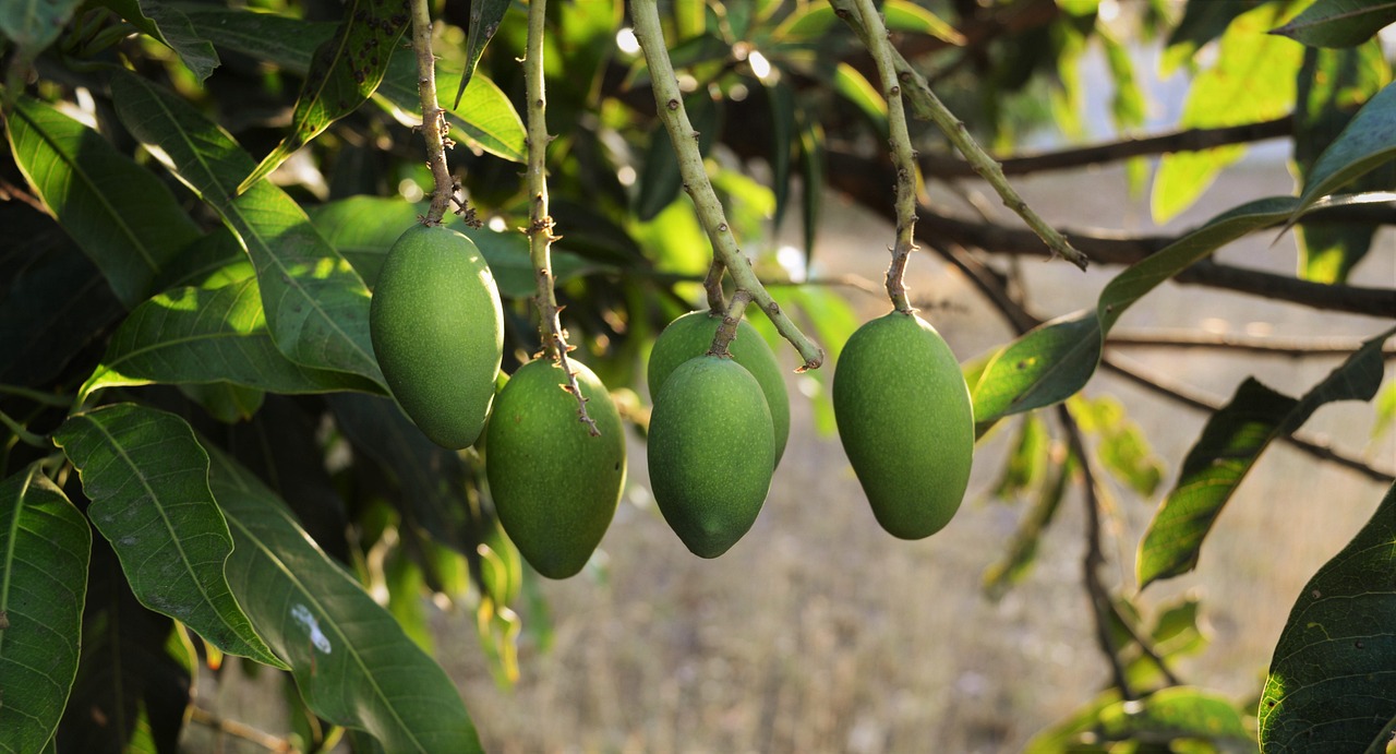 Stunning Mangoes Photos: Capturing the Juicy Beauty of this Tropical Delight