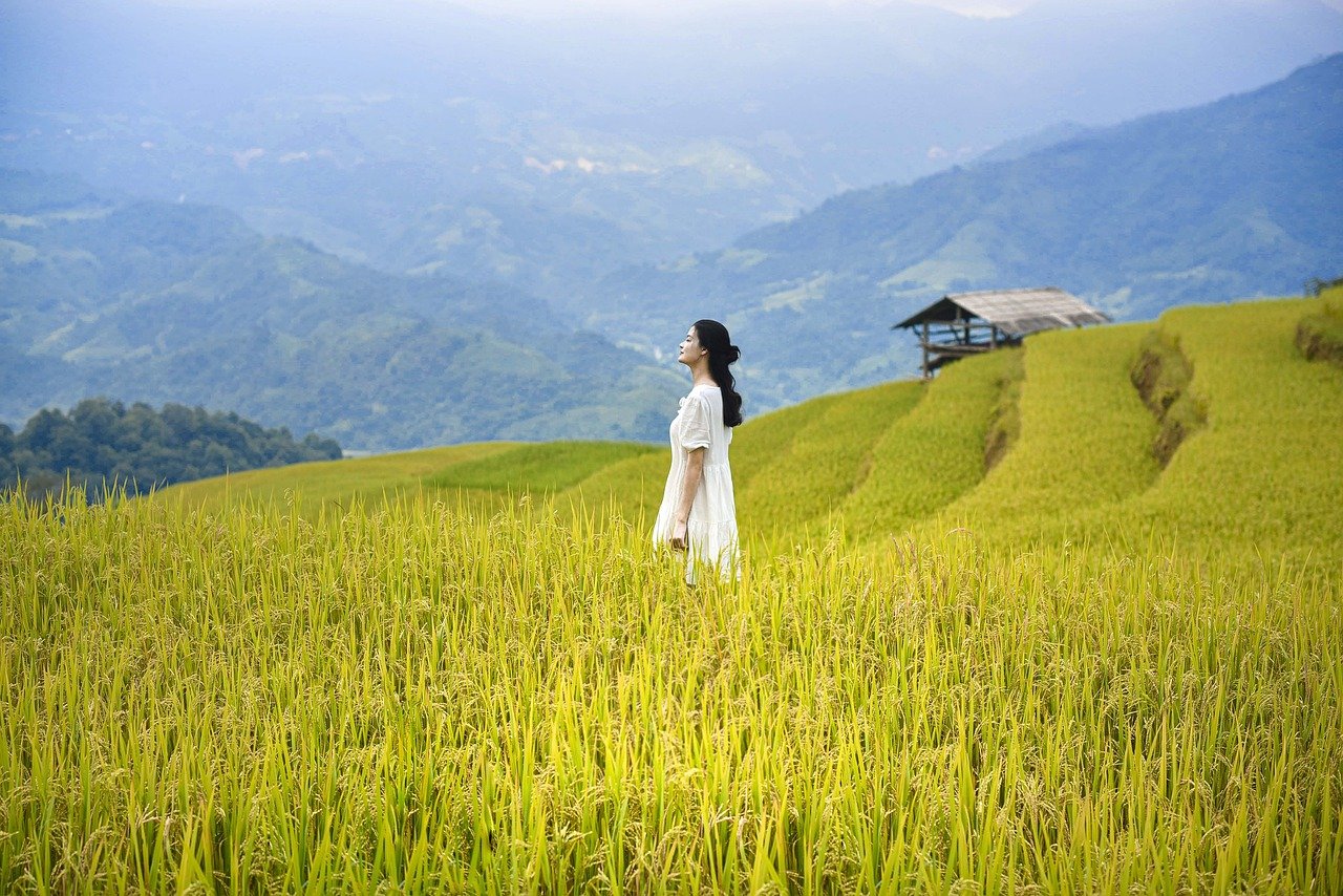 Choosing the Best Rice for Mango Sticky Rice: A Complete Guide