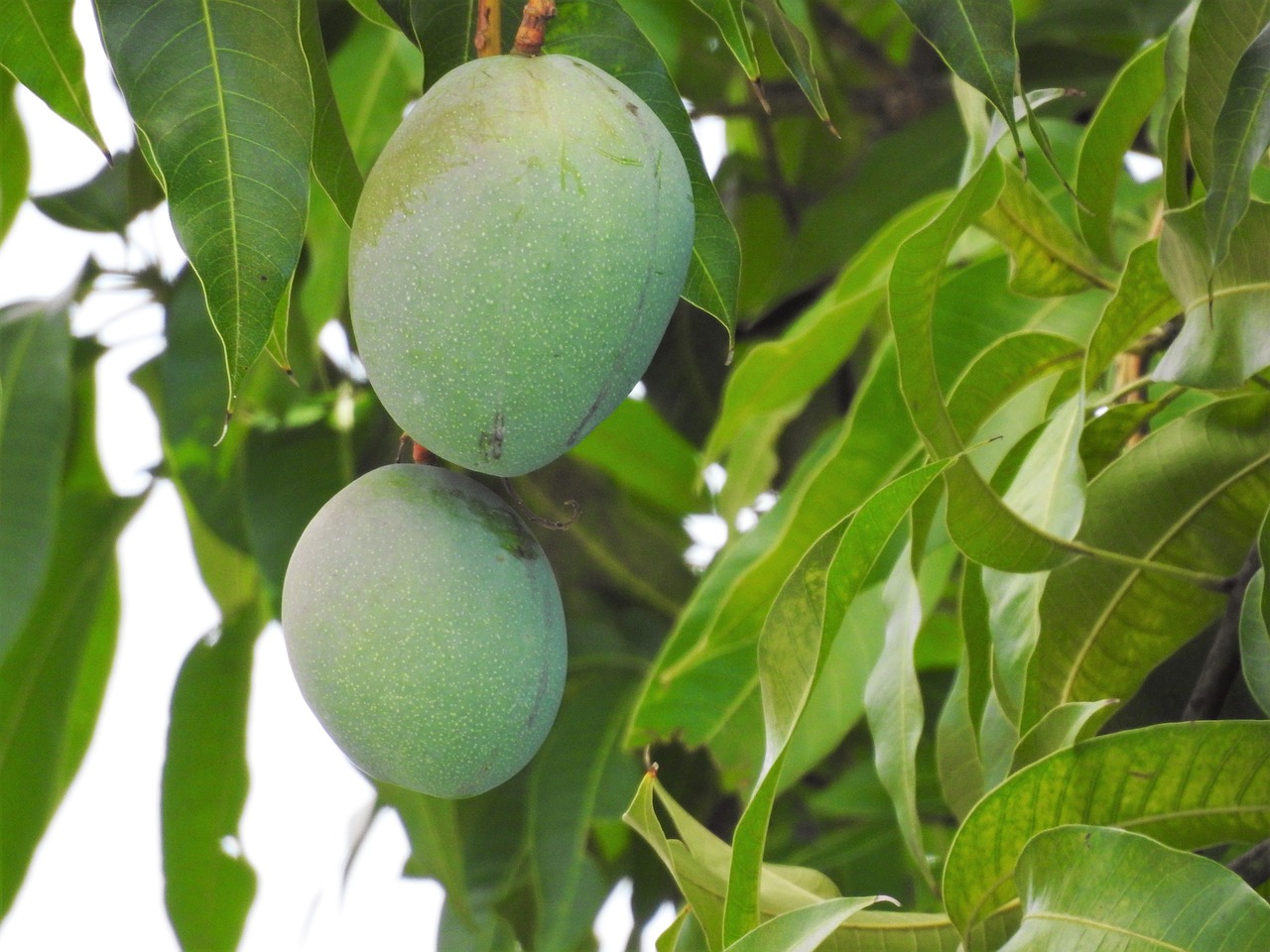 Everything You Need to Know About Mango Trees: A Complete Guide