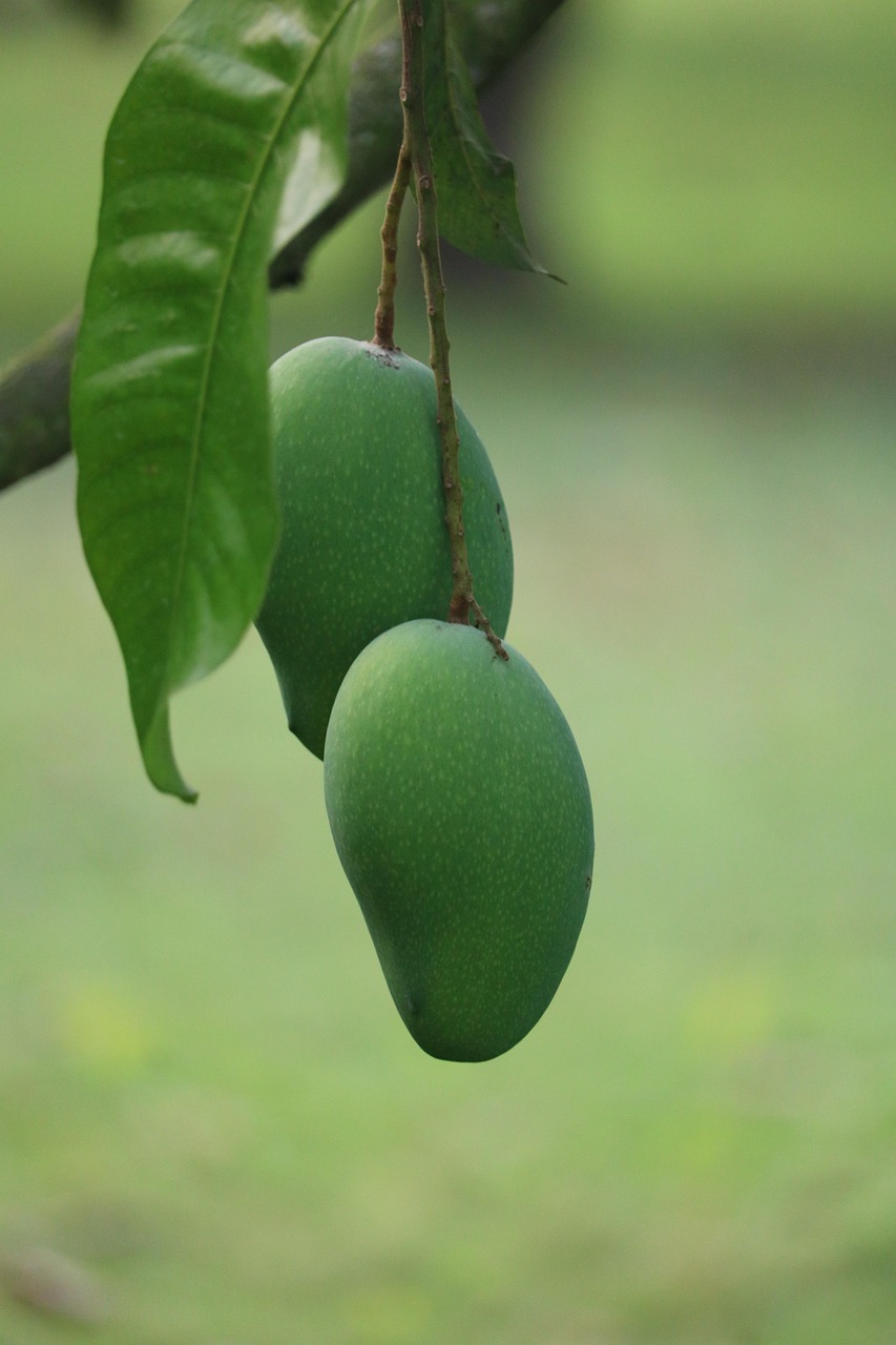 The Amazing Benefits of Green Mango and How to Enjoy It