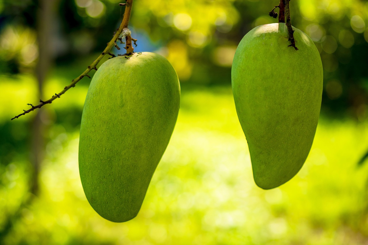 Mango's Big Discard: Understanding Waste in the Fruit Industry