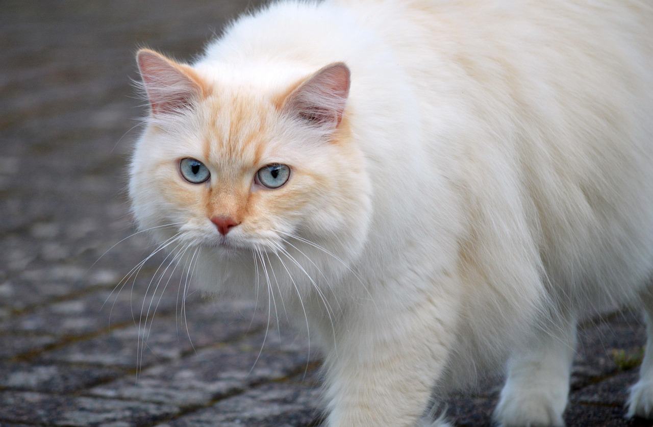 Mange in Cats Treatment: Your Ultimate Guide to Relief