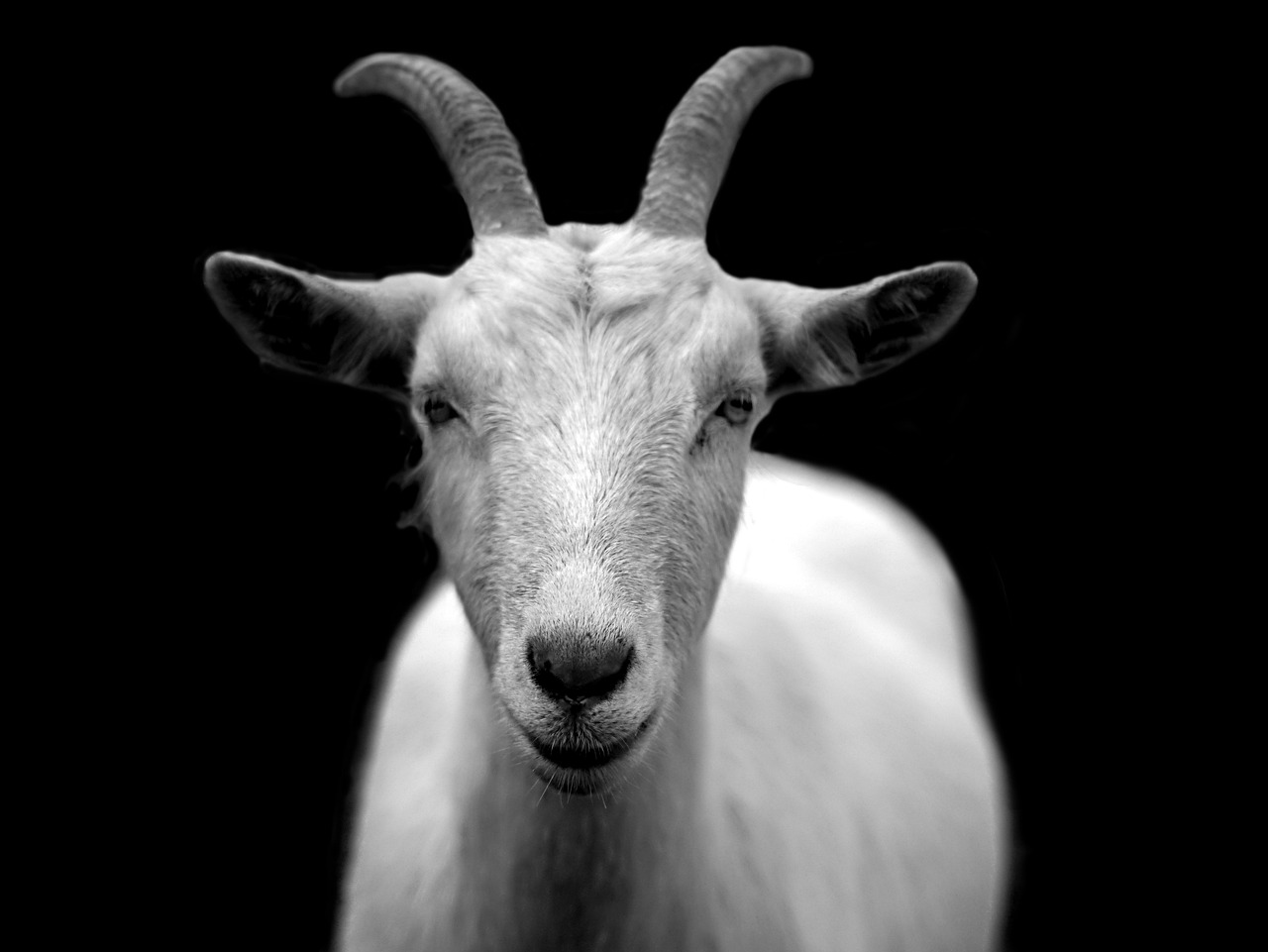 Treating Mange in Goats: A Complete Guide for Goat Farmers