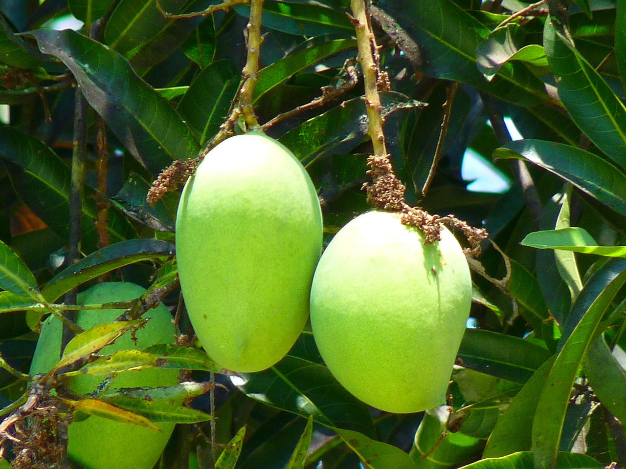 The Ultimate Guide to Cultivating a Thriving Mango Grove