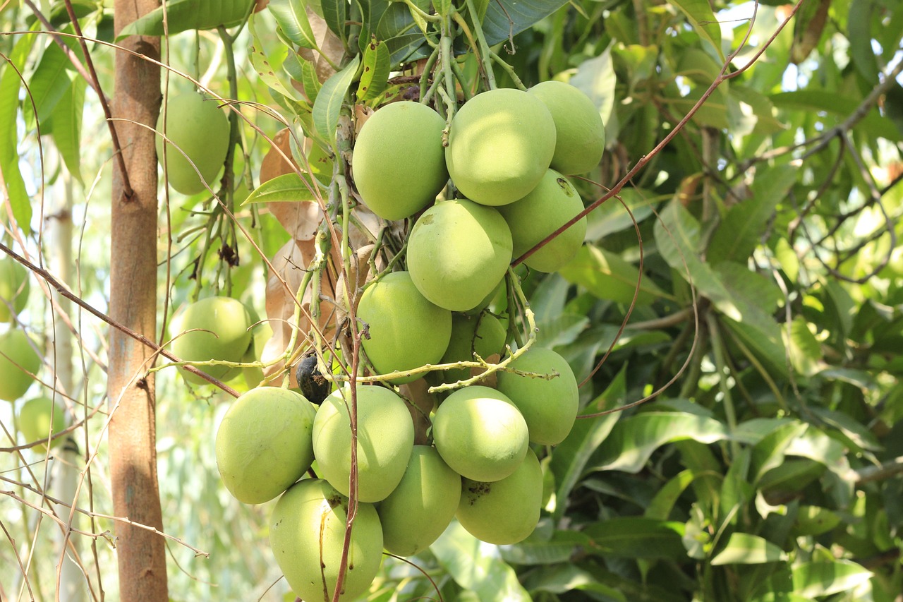 The Ultimate Guide to Growing a Tree with Mango: Tips & Benefits