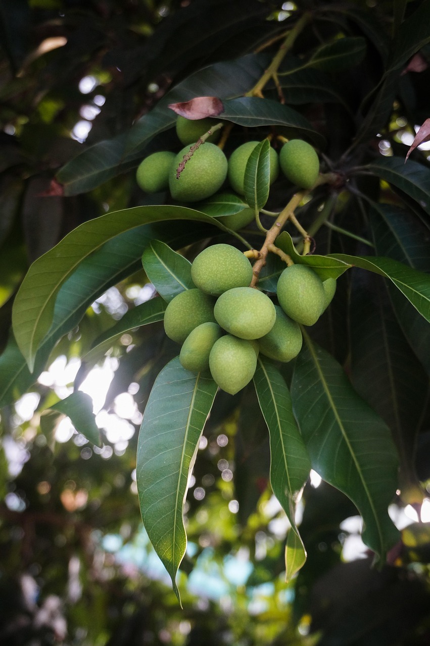 Unlock the Delightful Secrets of Purple Mangoes