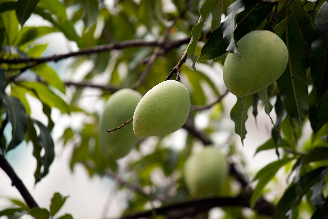 Discover the Stunning Purple Mango Tree: A Unique Addition to Your Garden