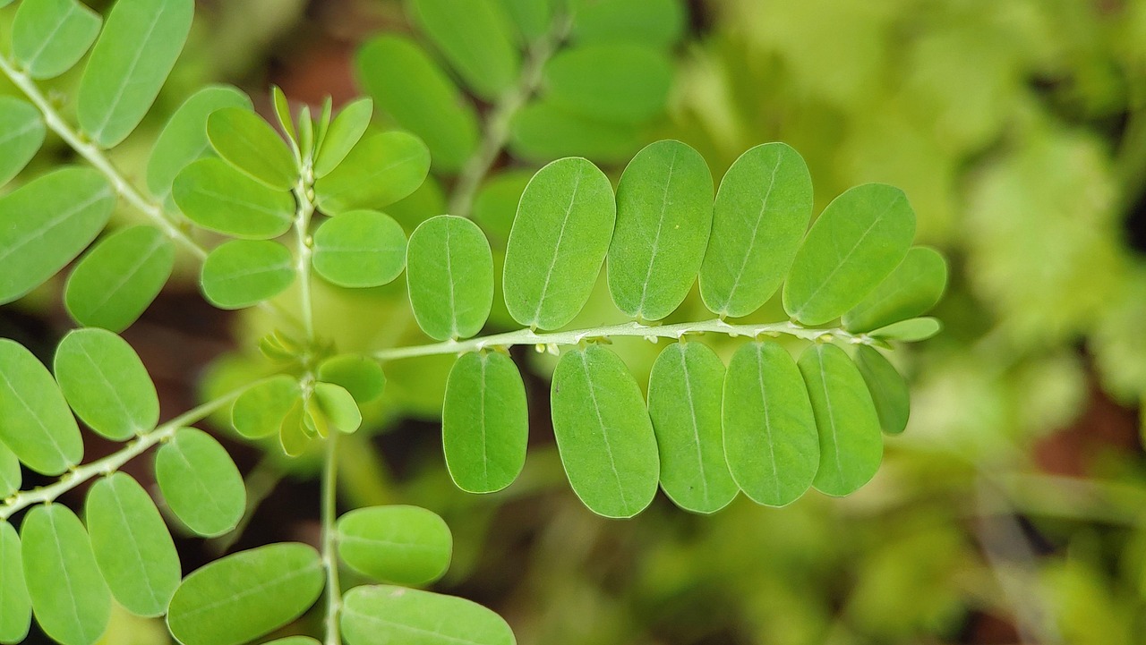 Unlock the Flavor and Health Benefits of Mango Tamarind