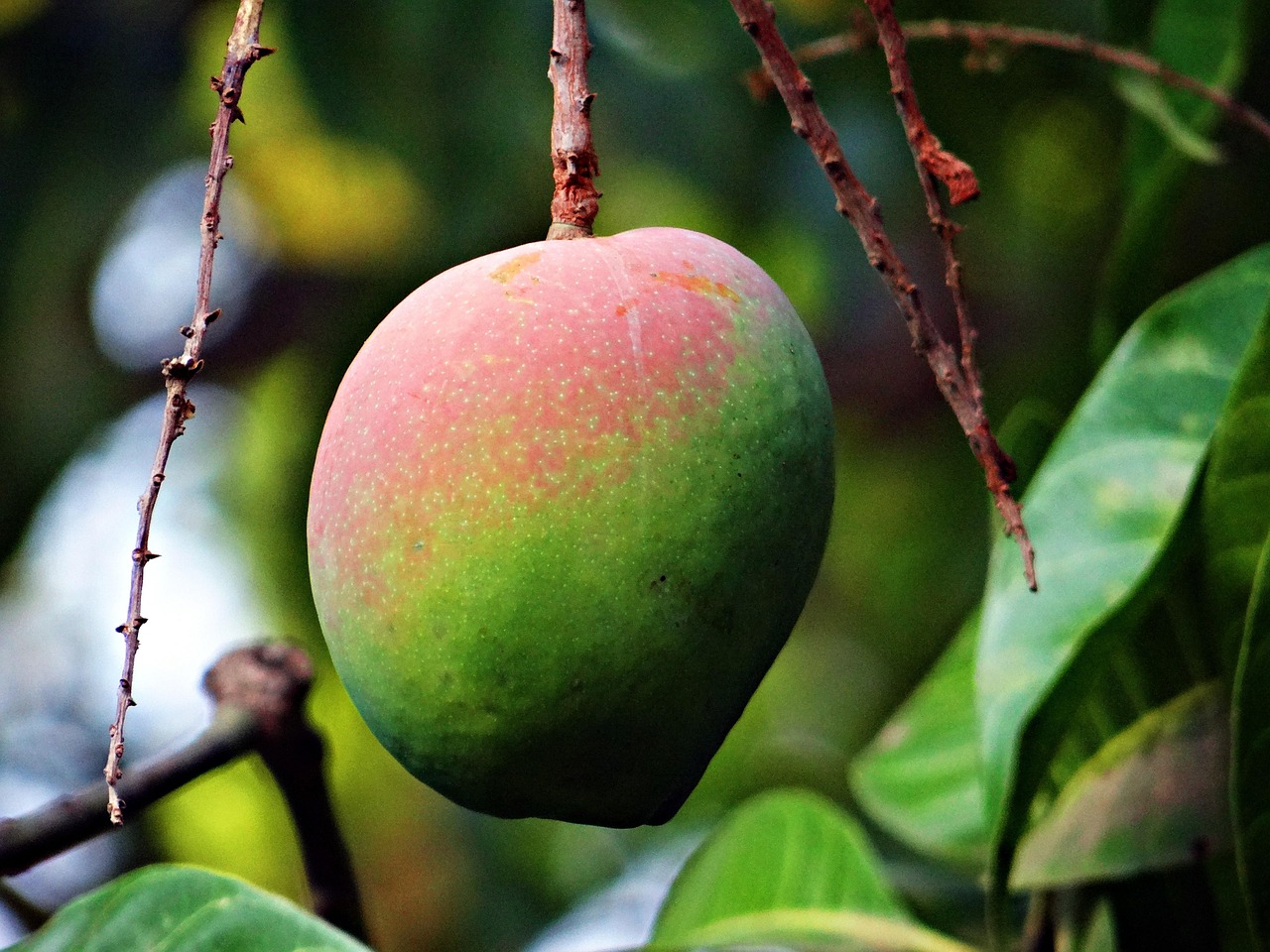 Mango Tree Sap Rash: Causes, Symptoms, and Treatments You Need to Know